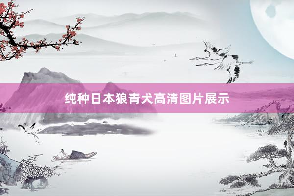 纯种日本狼青犬高清图片展示